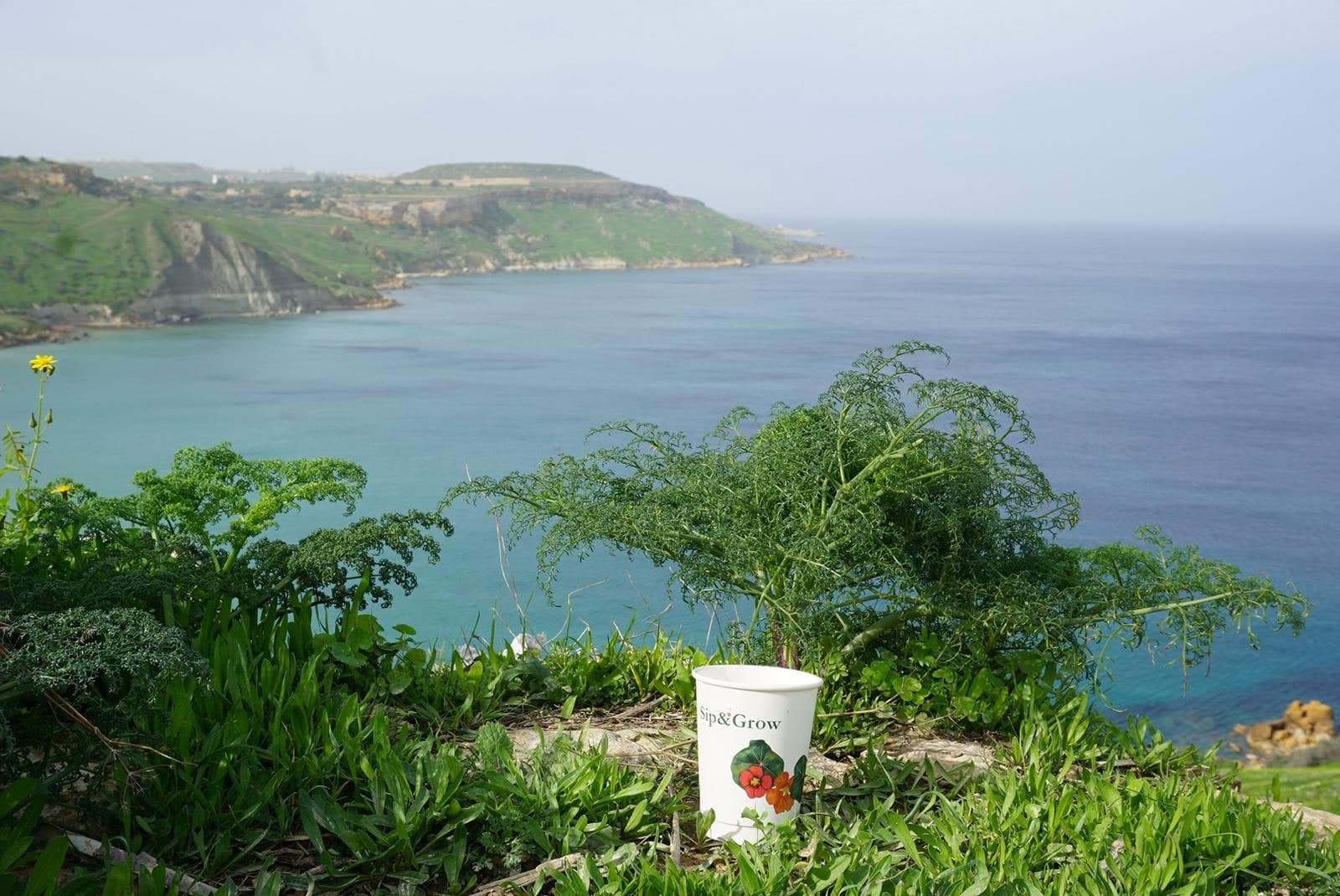 Sip&Grow forest regeneration project