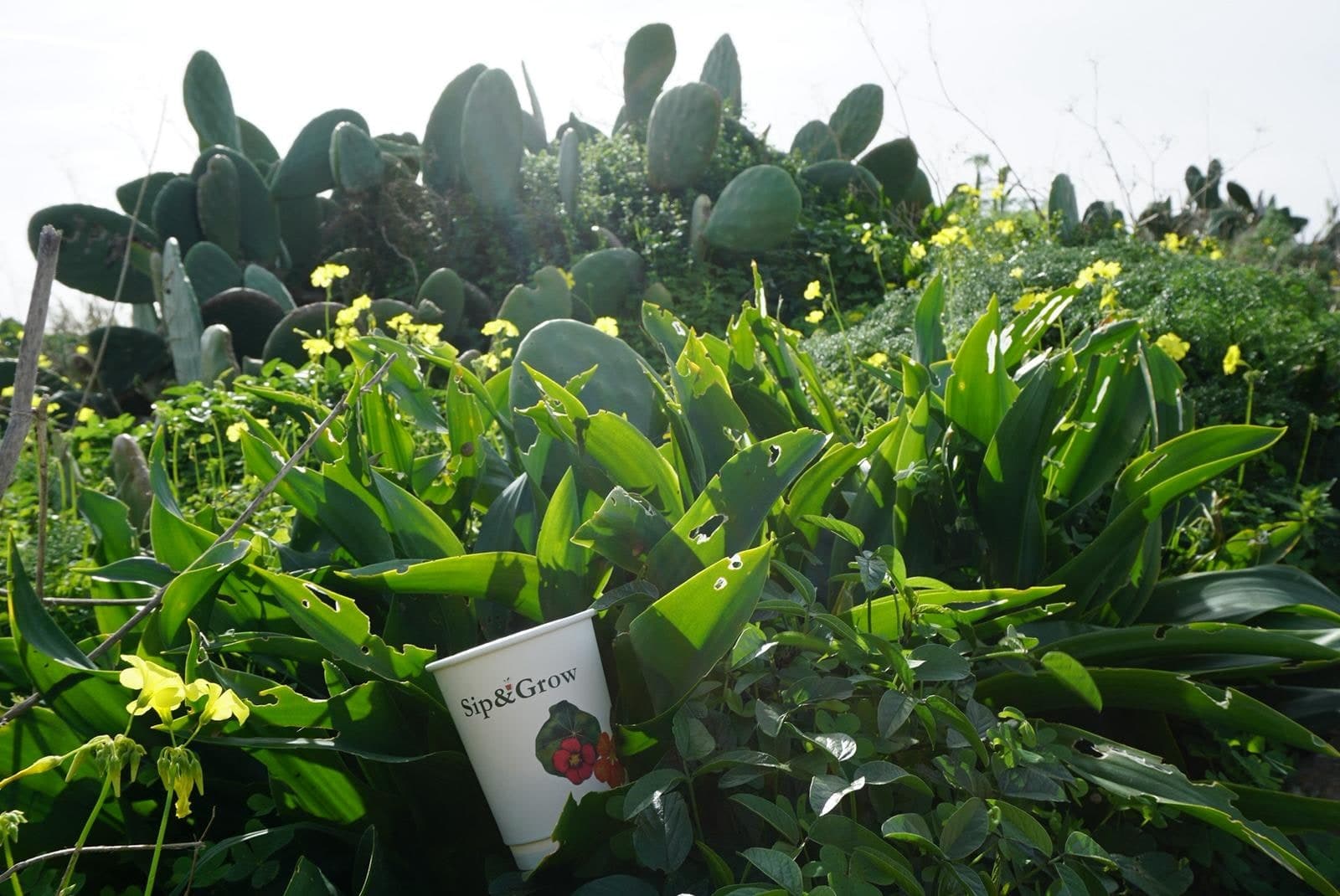 Modern eco-friendly sustainable house design